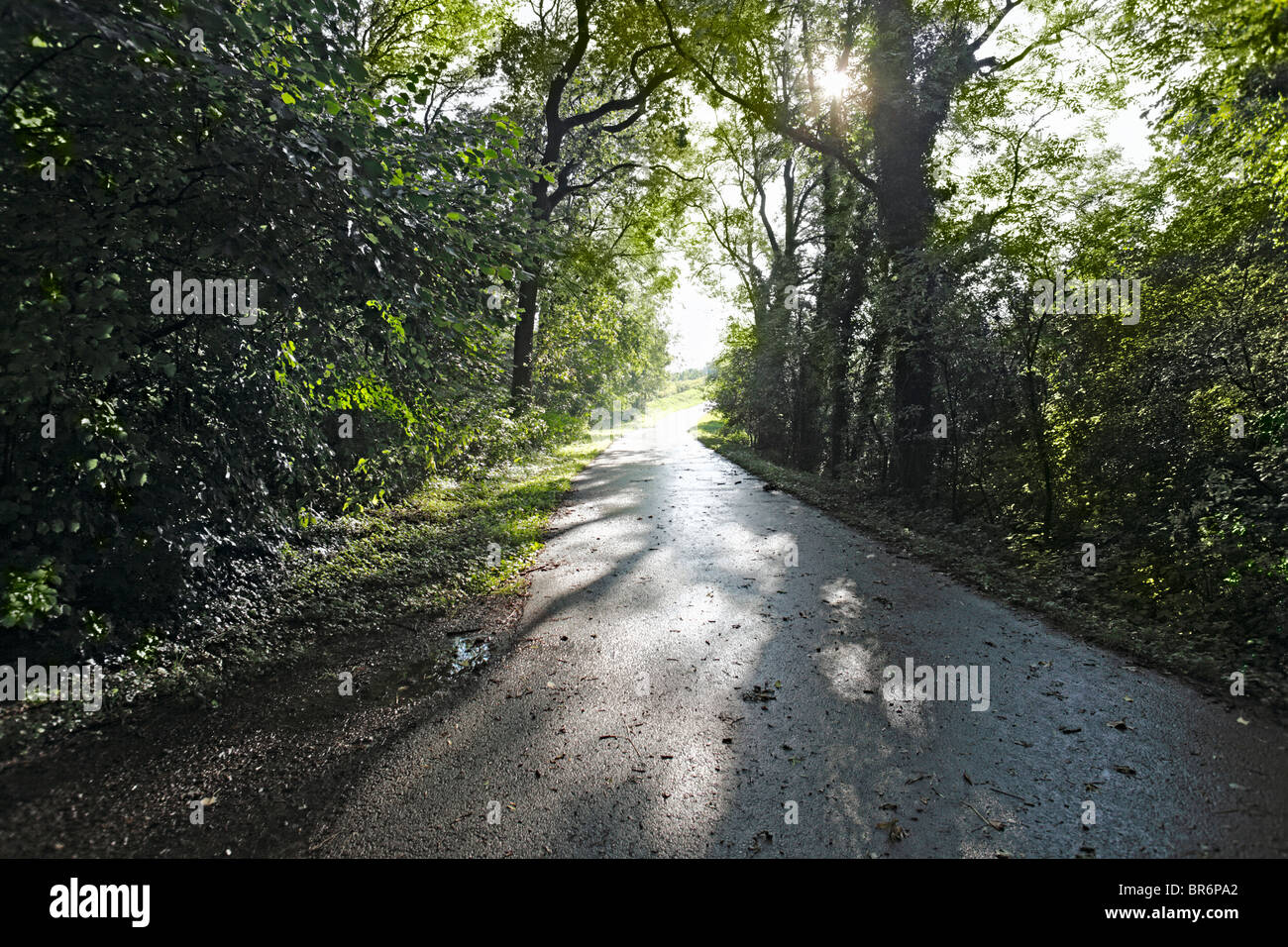 Sonnenstrahlen brechen auf einen Waldweg zwischen den Baeumen hervor Stock Photo