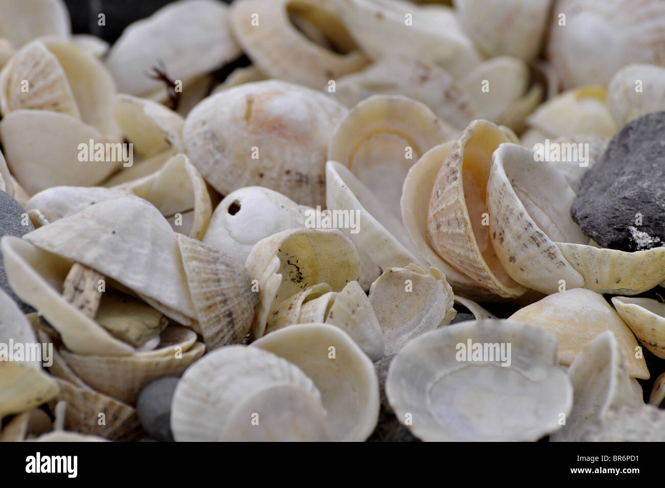 Common Limpet shells Stock Photo