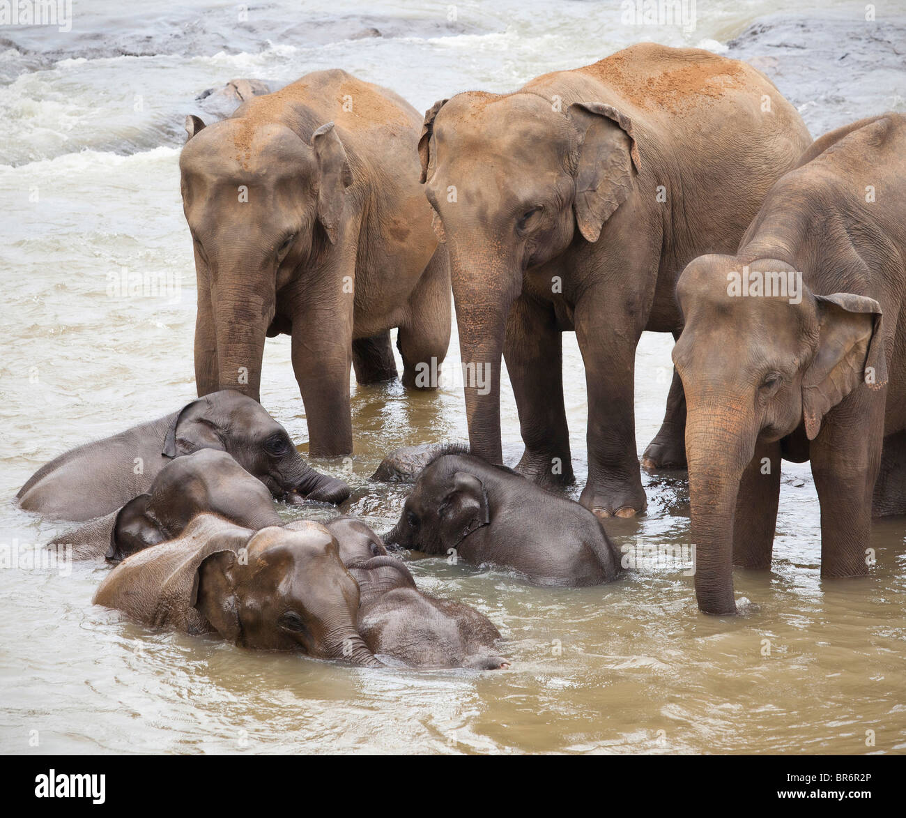 A herd of elephants bathing in a shallow river near The Pinnawela Elephant Orphanage in Sri Lanka Stock Photo