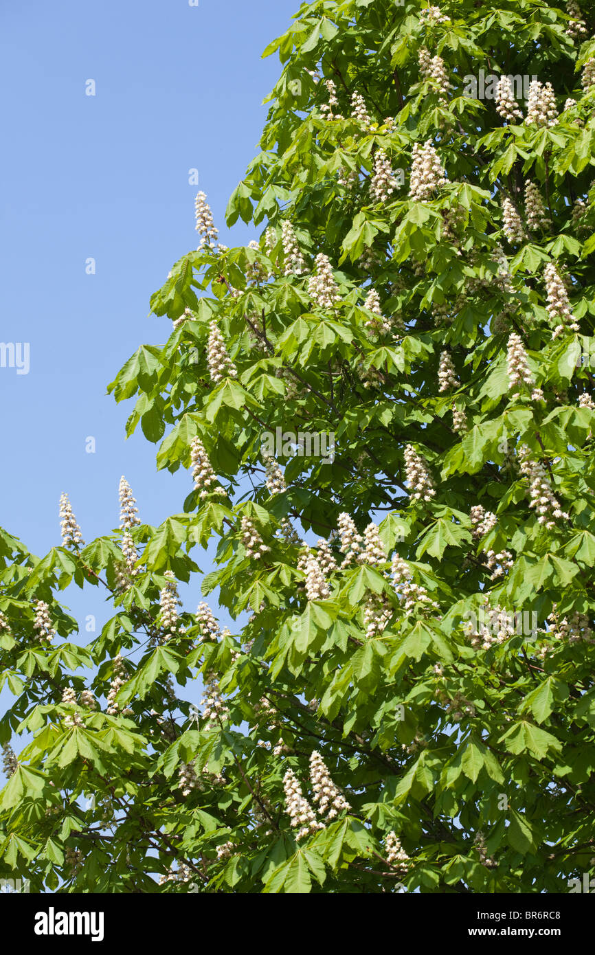 Horse chestnut tree in blossom in Laverton, Gloucestershire Stock Photo