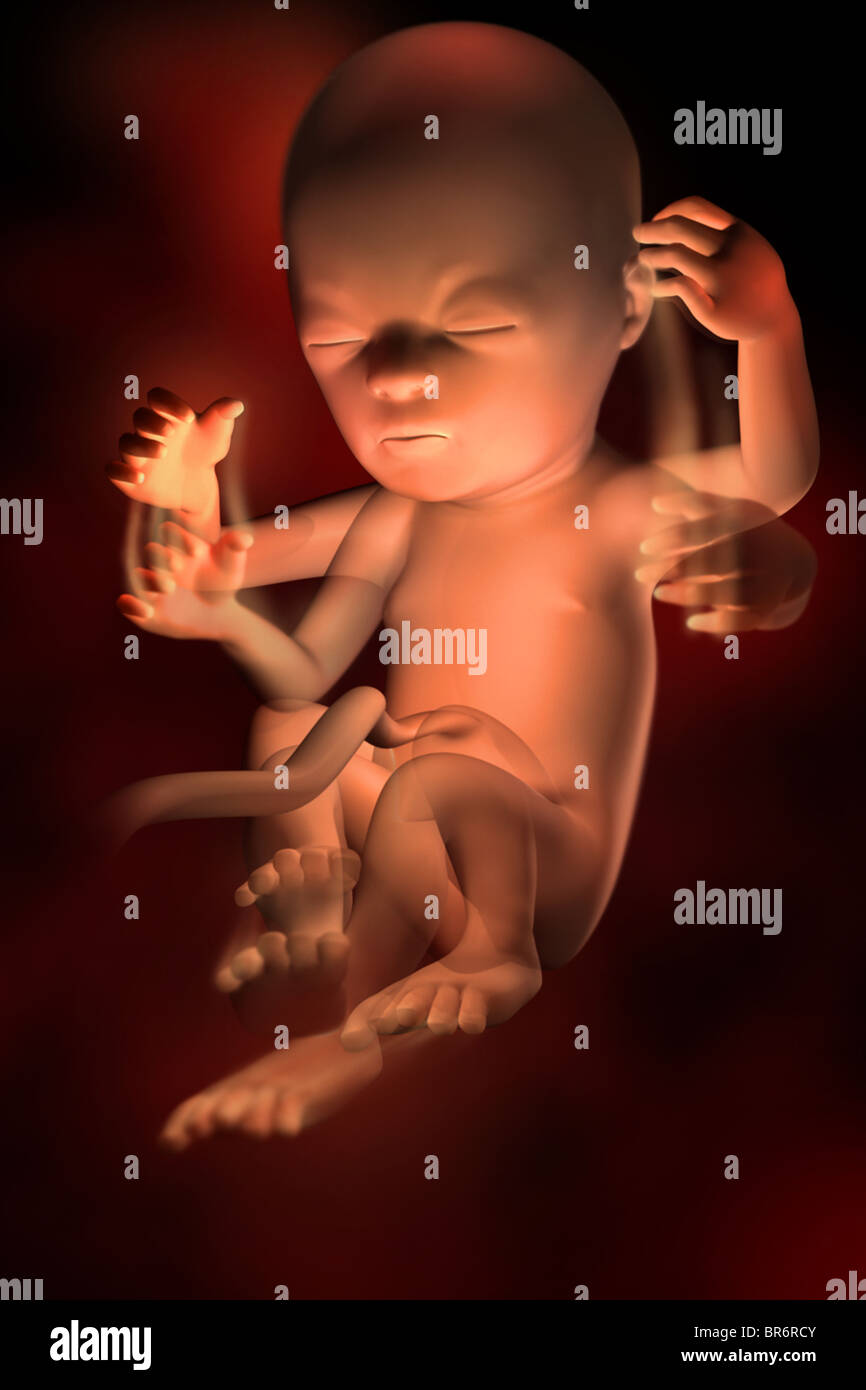 This 3D medical image shows the fetus at week 18.  Movement can be detected. Stock Photo