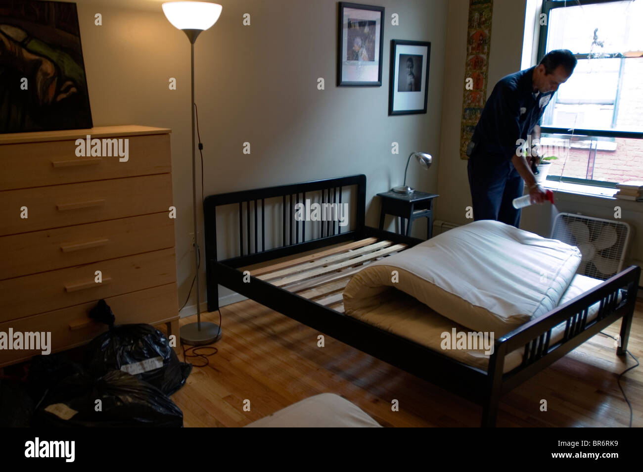 Exterminating a bed bug infestation Stock Photo Alamy