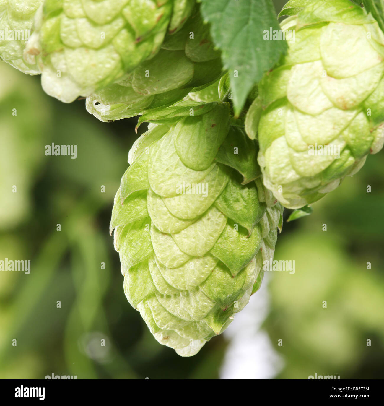 branch of hops close up Stock Photo