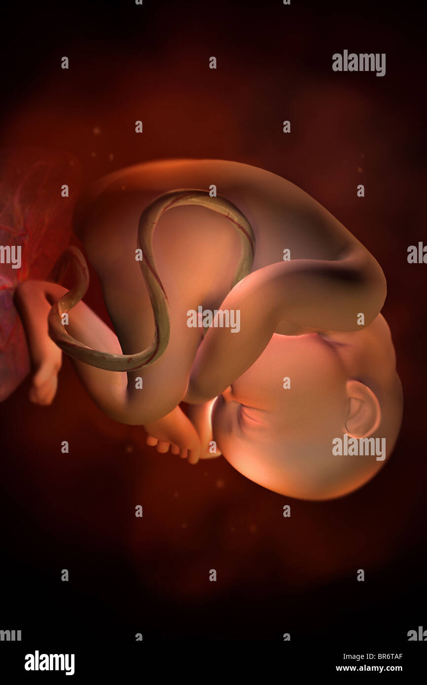 This 3D medical image depicts a fetus at (35) weeks. Stock Photo