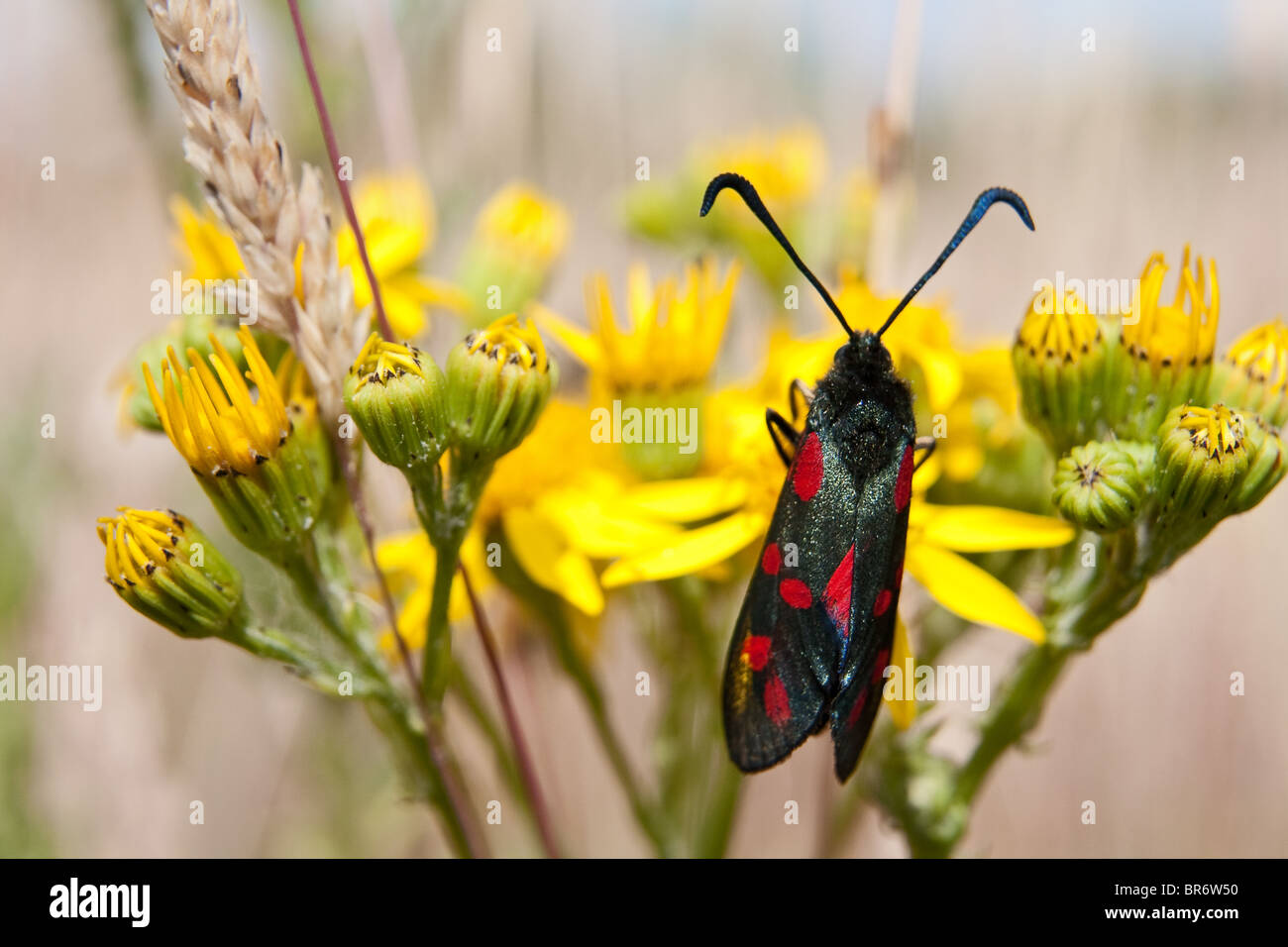 Solitary Six Spotted Burnet (Zygaena filipendulae) extracting the pollen from a thistle in the english countryside. Stock Photo