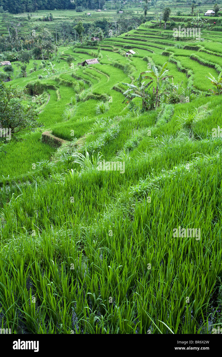 Lush green Rice terraces in Asia Bali Indonesia South East Asia Stock ...