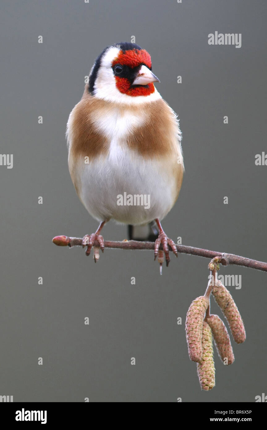 Goldfinch perched on a twig Stock Photo