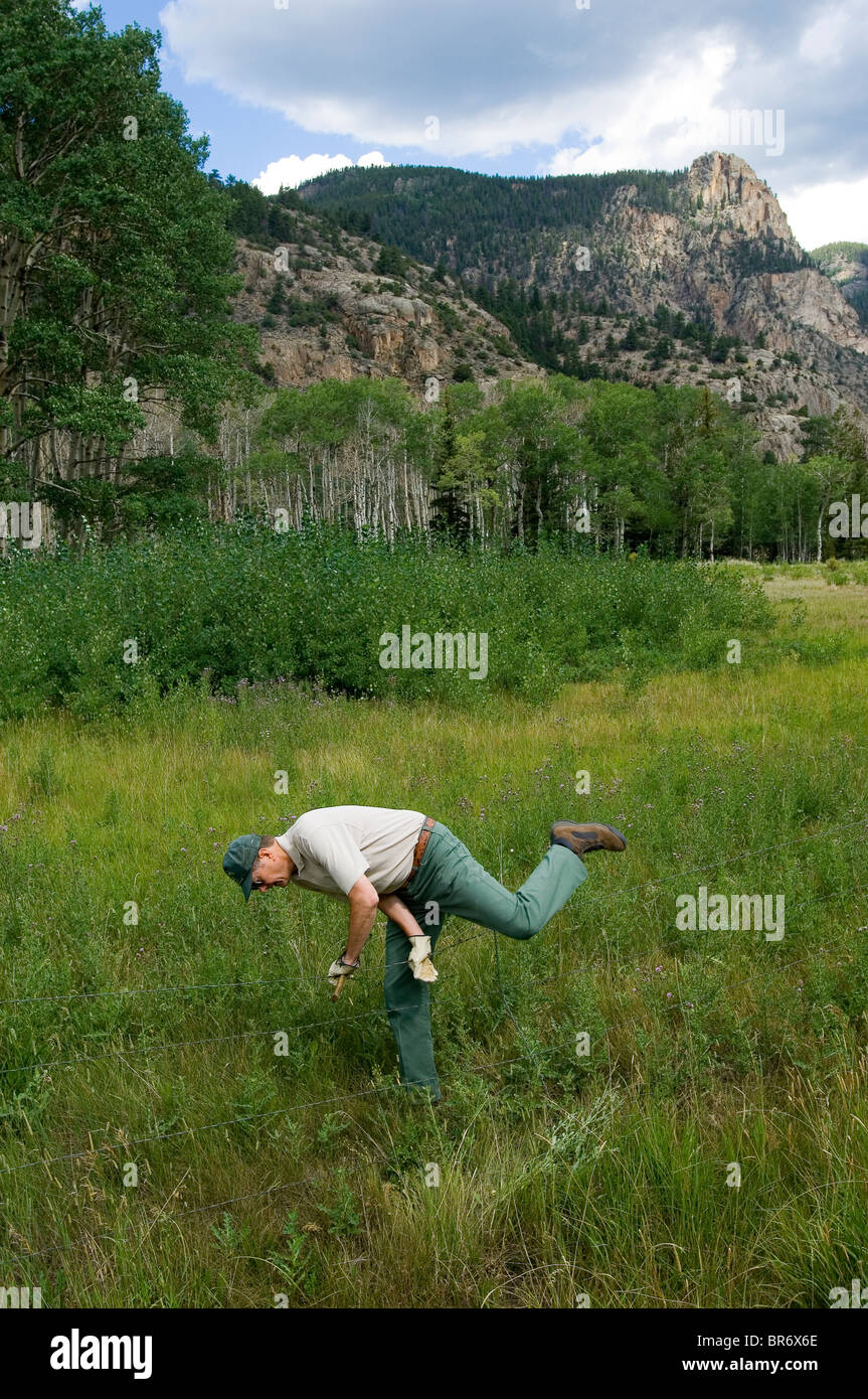 Aspen trees dying in Colorado Stock Photo Alamy