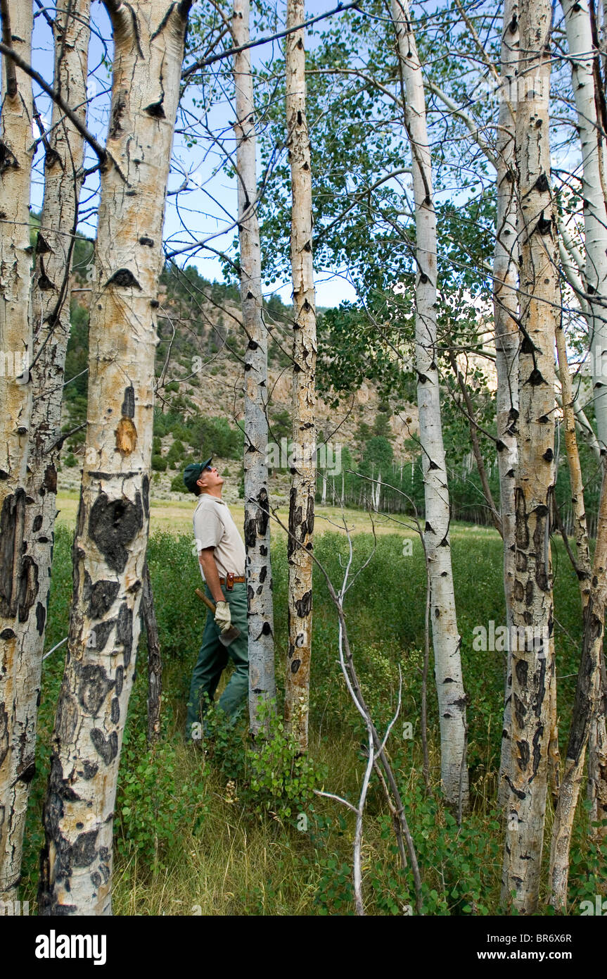 Aspen trees dying in Colorado Stock Photo Alamy
