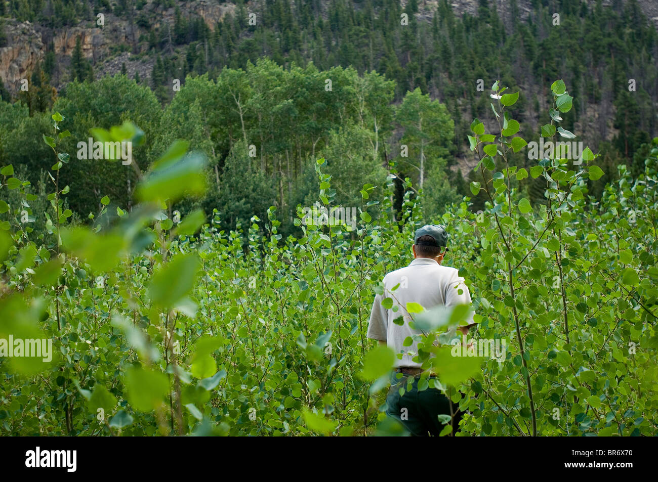 Aspen trees dying in Colorado Stock Photo Alamy
