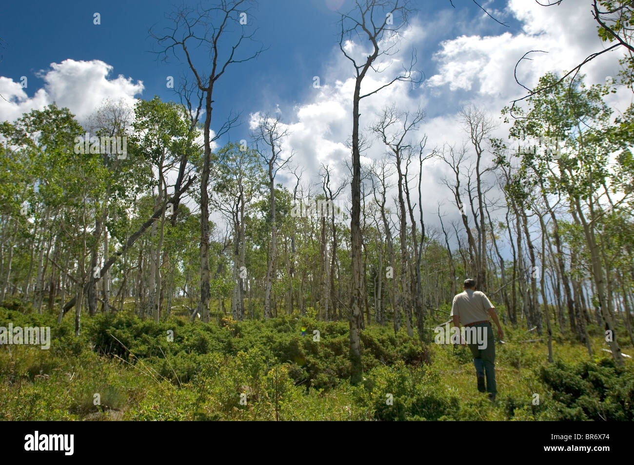 Aspen trees dying in Colorado Stock Photo Alamy