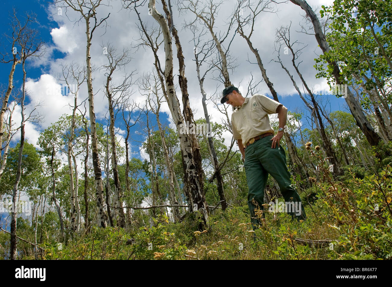 Aspen trees dying in Colorado Stock Photo Alamy