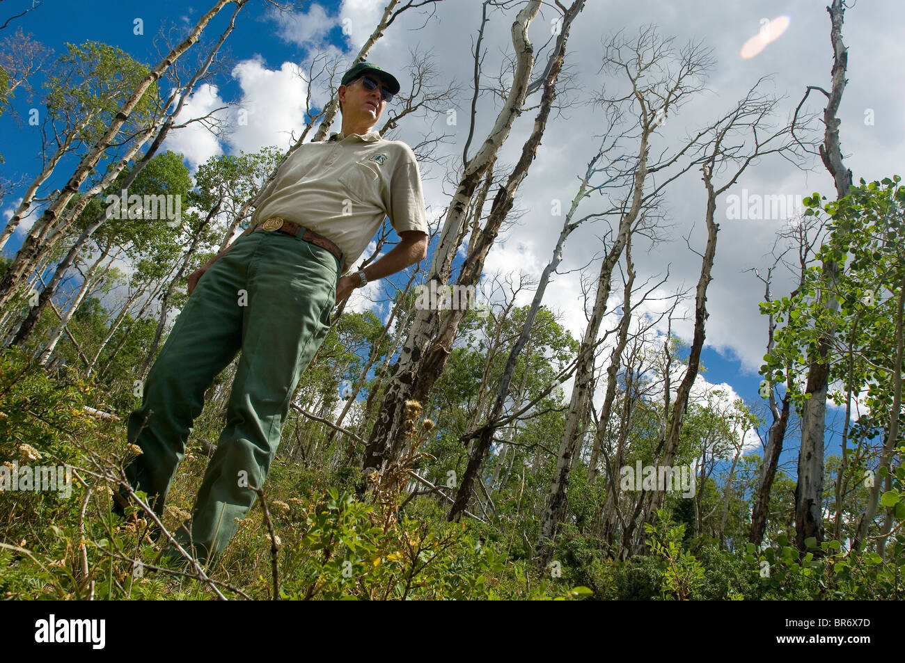 Aspen trees dying in Colorado Stock Photo Alamy