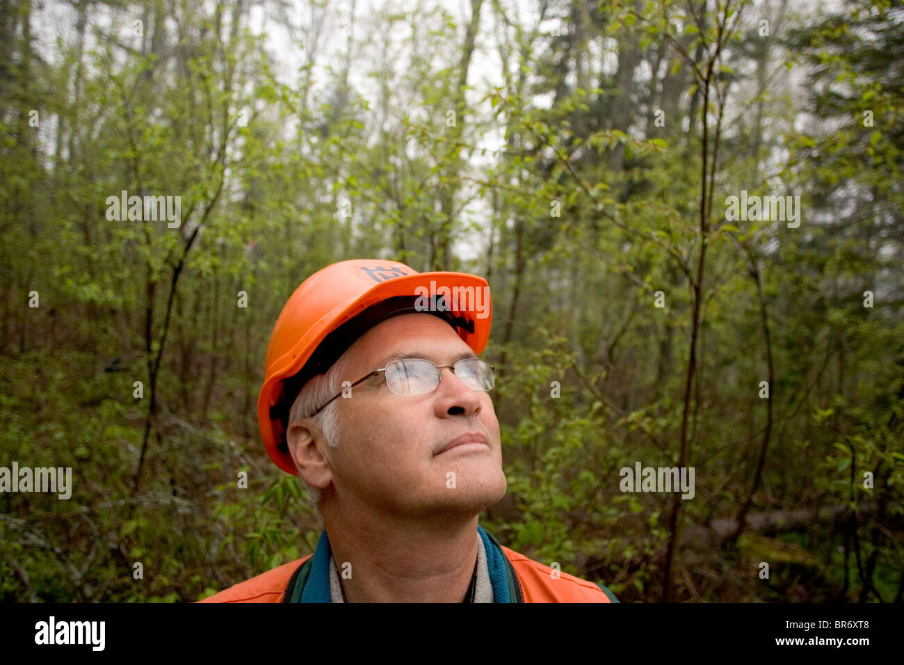 A man looks upwards while standing in the woods and wearing a hard hat on Plum Creek land near