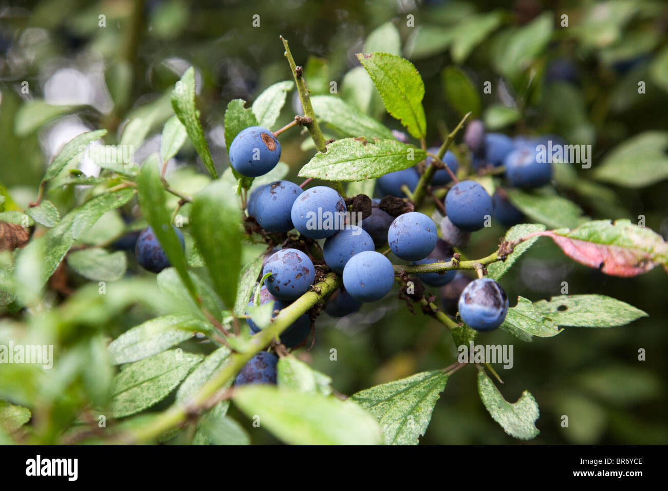 sloe berries Stock Photo Alamy