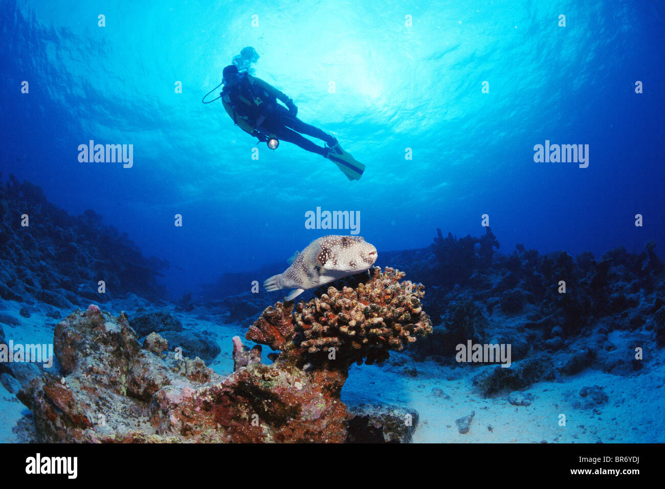 Diver and pufferfish,  Indo-Pacific. Stock Photo