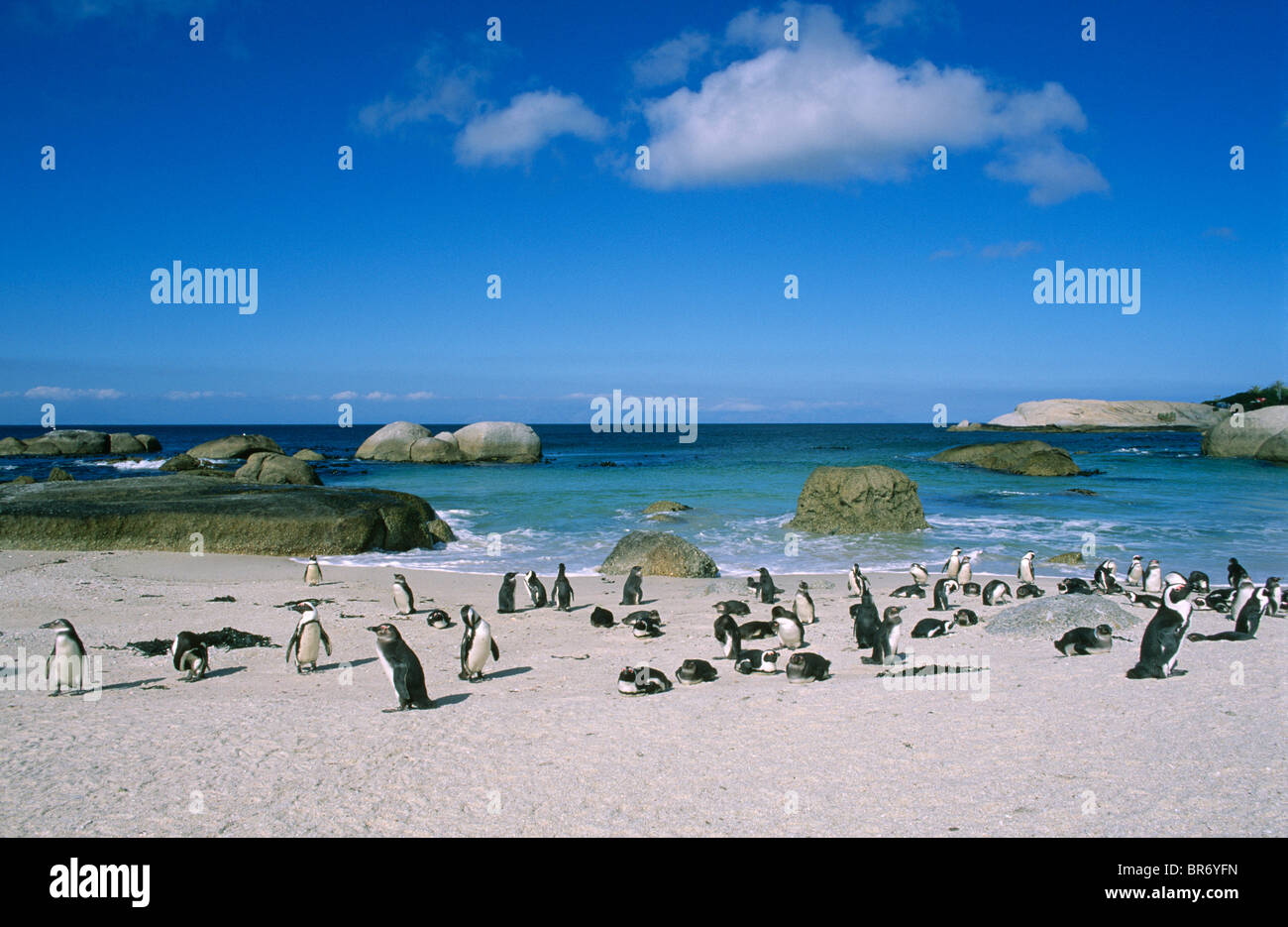 Black footed / Jackass penguins on beach. (Spheniscus demersus) South Africa Stock Photo