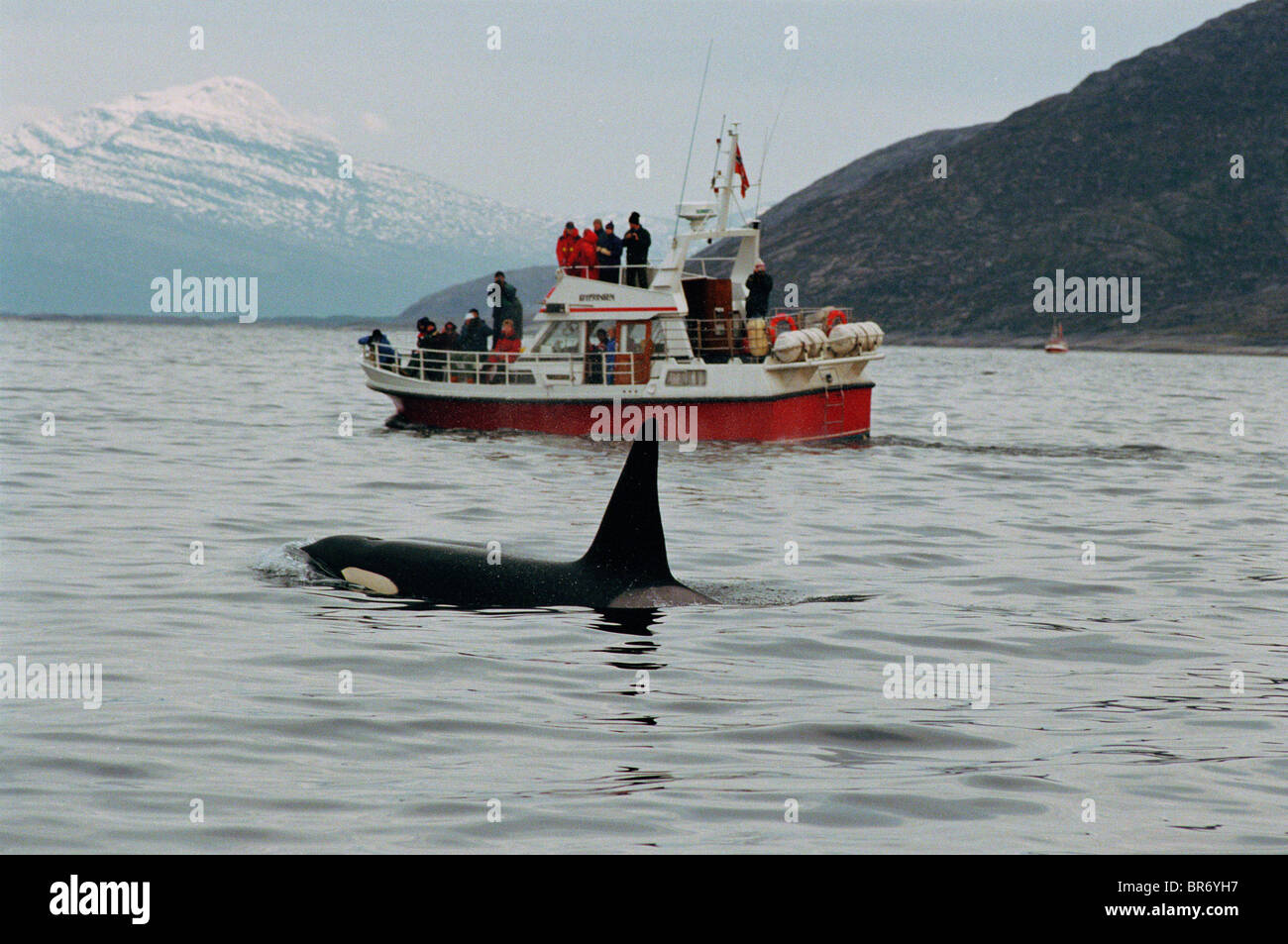 Killer whale {Orcinus orca} safari, ecotourism. Tysfjord, Norway. Stock Photo