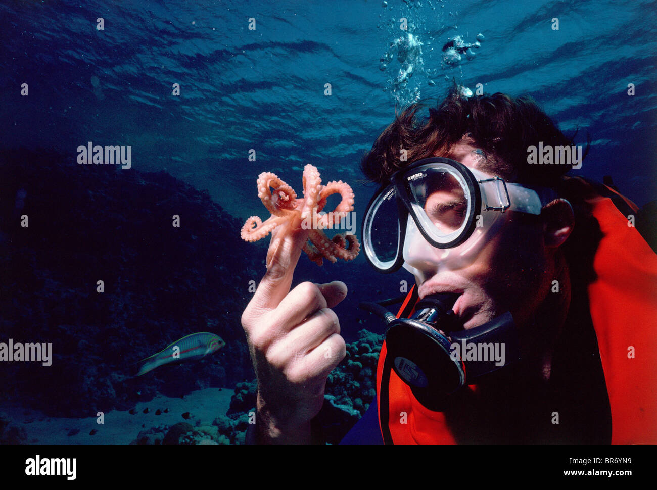 Common Octopus {Octopus vulgaris} on finger of diver. Red Sea. Stock Photo
