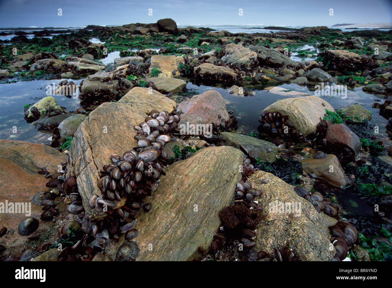 Intertidal Zone Mussels Stock Photos & Intertidal Zone Mussels Stock ... Biology Diagrams