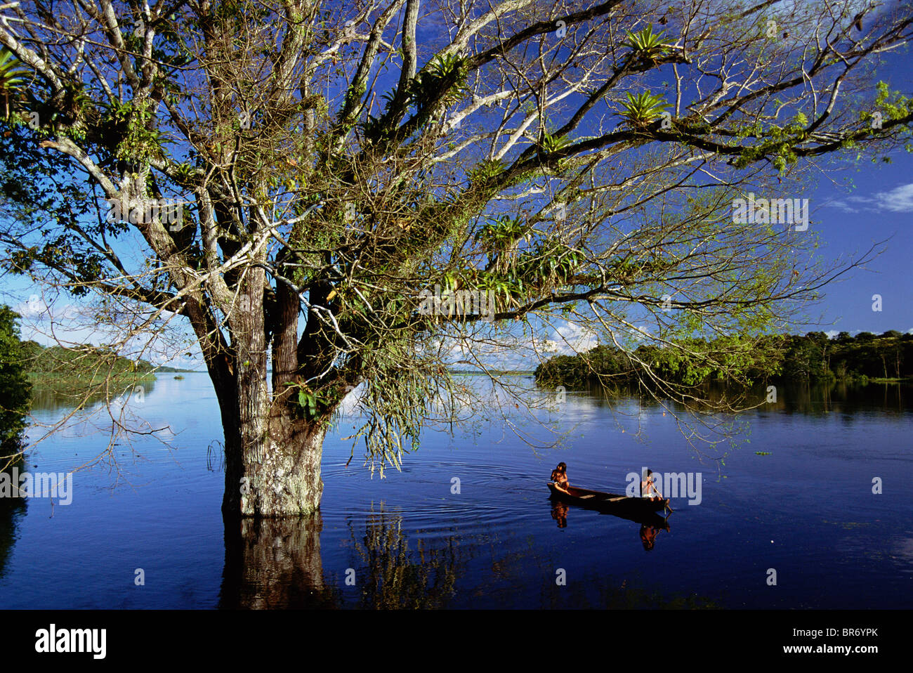 Flooded Sapucaia tree {Lecythis pisonis} Mamiraua Ecol Stn, Amazonas, Brazil Stock Photo