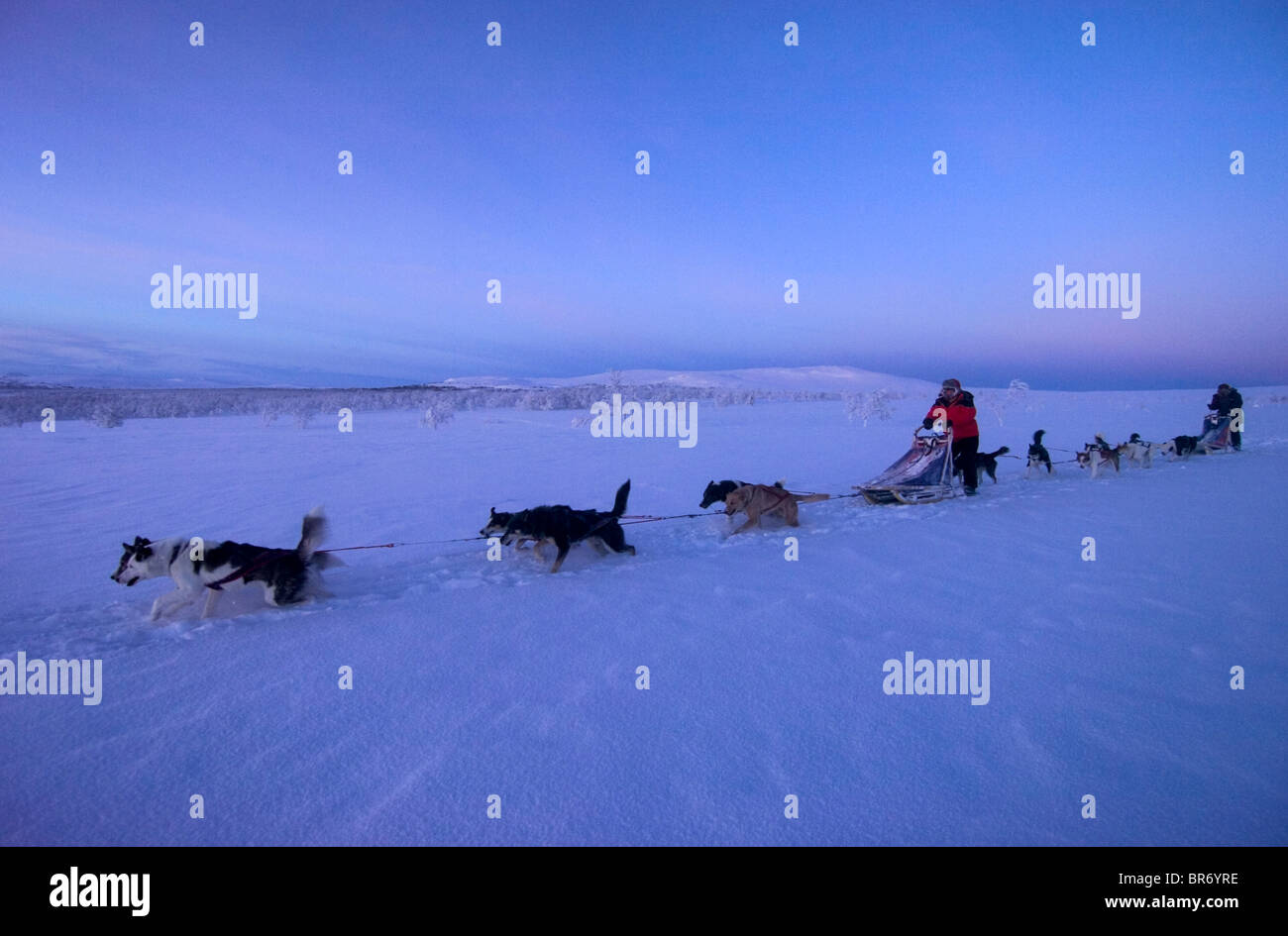 Dogsledging in midwinter Arctic light, Vindelfjallen NR, Lapland, Sweden, -40C Stock Photo