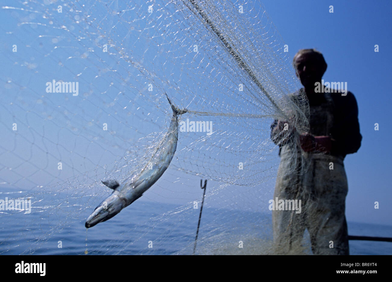 Atlantic mackerel {Scomber scombrus} caught in drift net, being hauled in by fisherman at a fishery on the English Channel, Hast Stock Photo