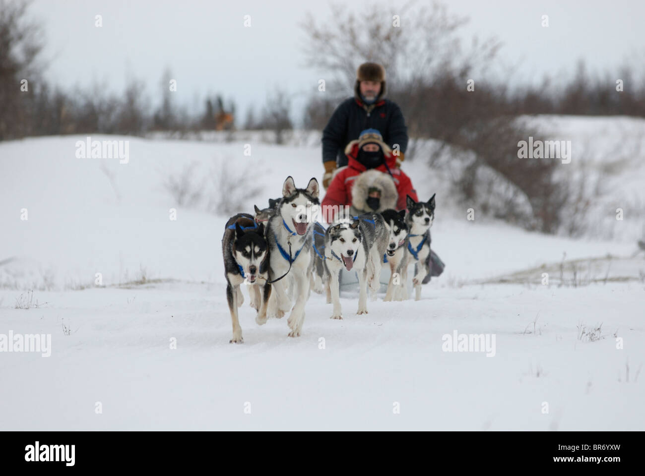 Team of Sled dogs / huskies (Canis familiaris) pulling sledge in Manitoba, Canada Stock Photo