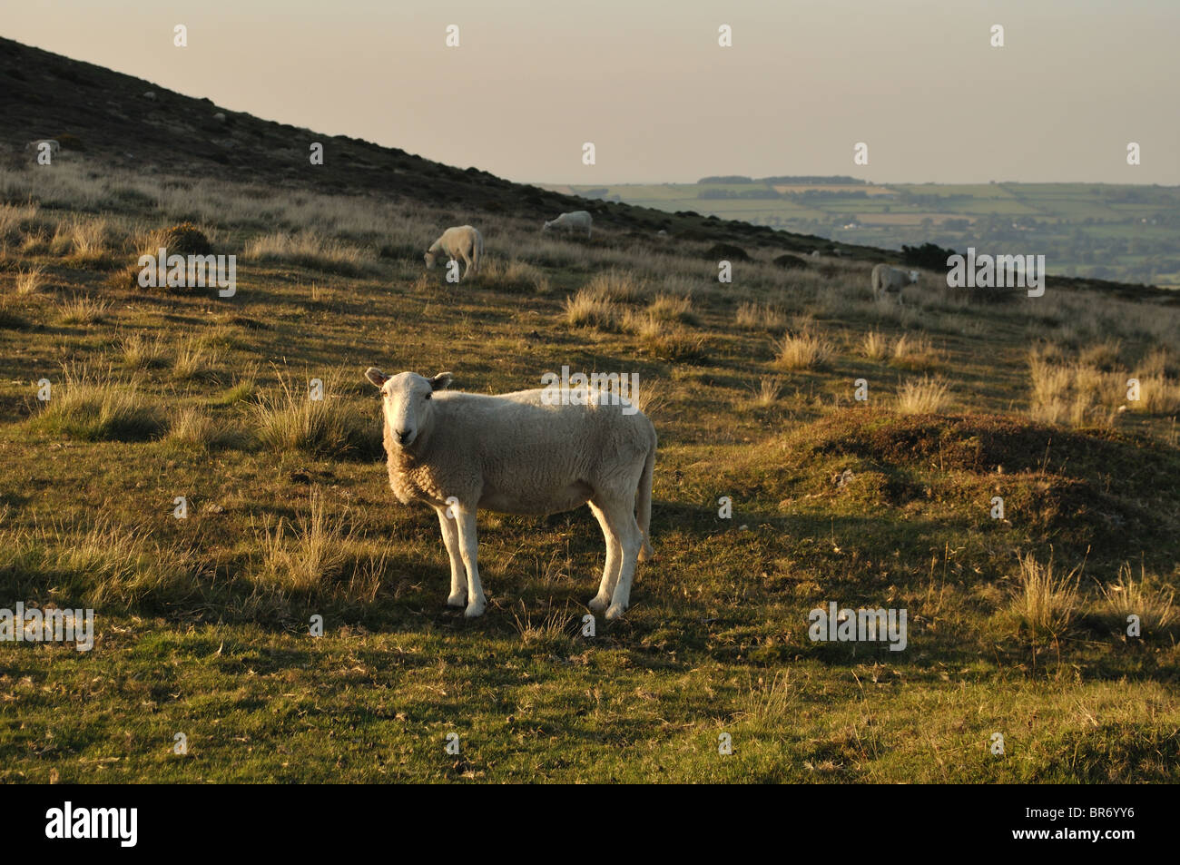 Heathland sheep hires stock photography and images Alamy