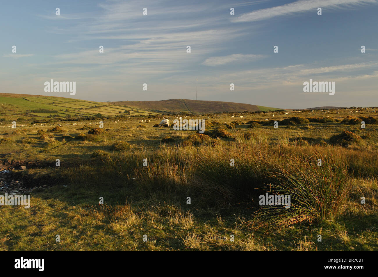 Welsh sheep hires stock photography and images Alamy
