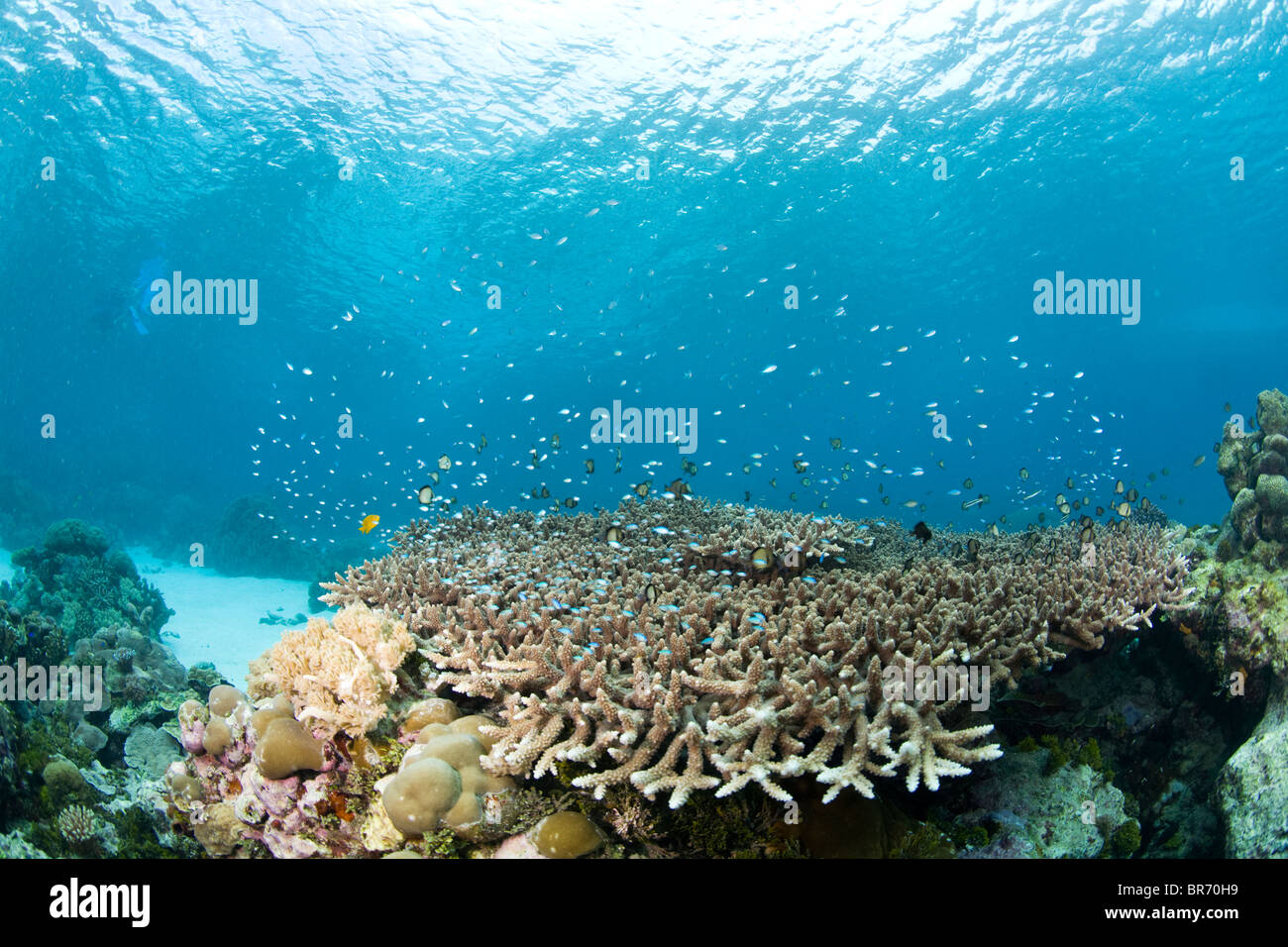 Fish schooling above Stags horn coral {Acropora sp} on the coral reefs of Narutu Island near Kitava, Trobriands, Papua New Guine Stock Photo