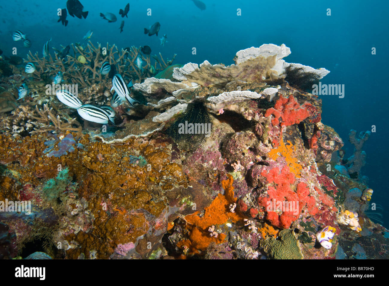 Healthy reef system with fish, sponges and coral, Bev's Reef, Tufi, Papua New Guinea Stock Photo