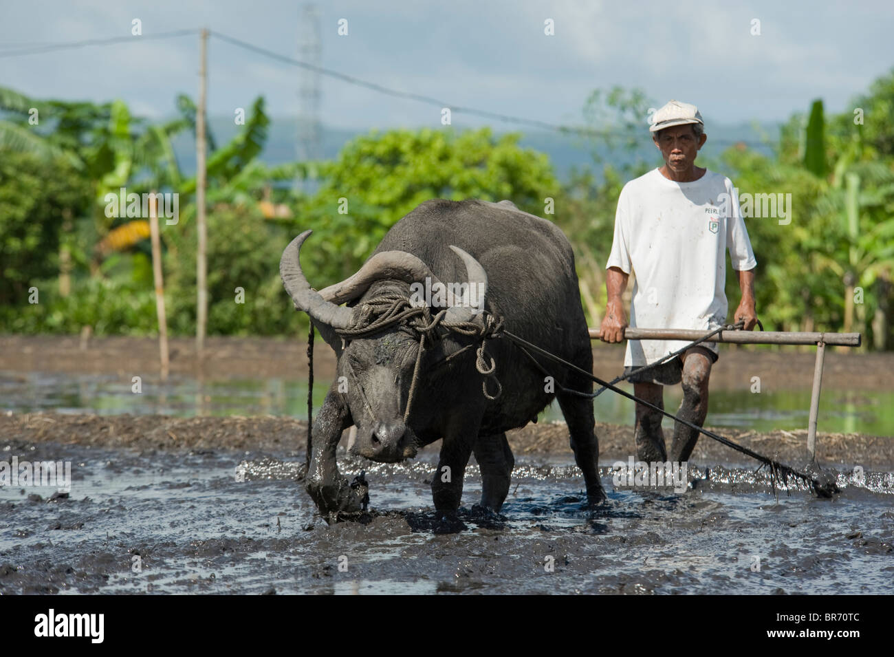 Farmer And His Trusted Carabao Water Buffalo Ploughing Field To