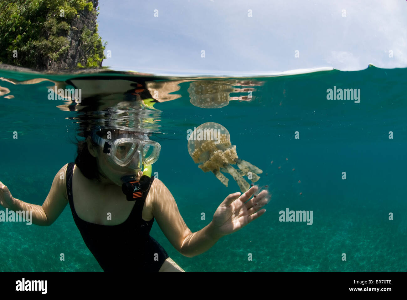 Snorkeler with a Papuan Jellyfish (Mastigias papua) and salps, Camarines Sur, Luzon, Philippines 2008 Stock Photo