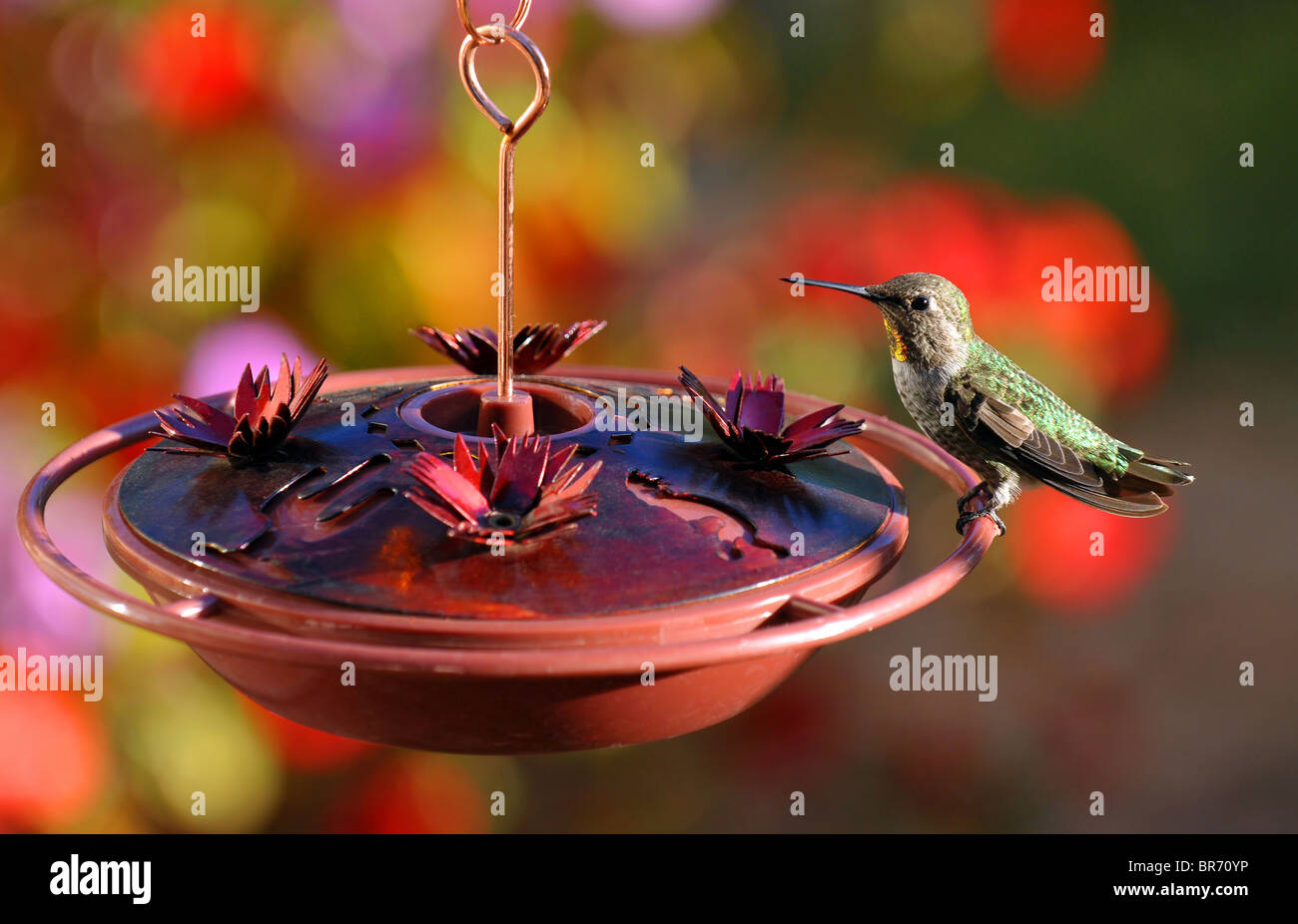 Hummingbird - Stock Image