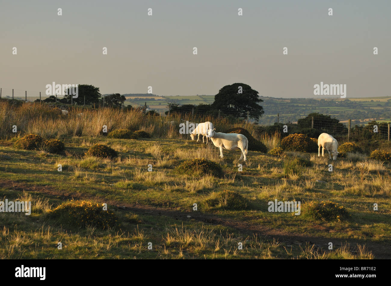 Welsh Sheep High Resolution Stock Photography and Images Alamy