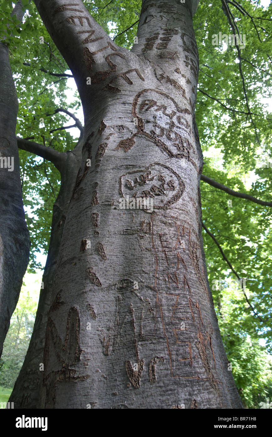 Initials carved into the smooth bark of a beech tree Stock Photo