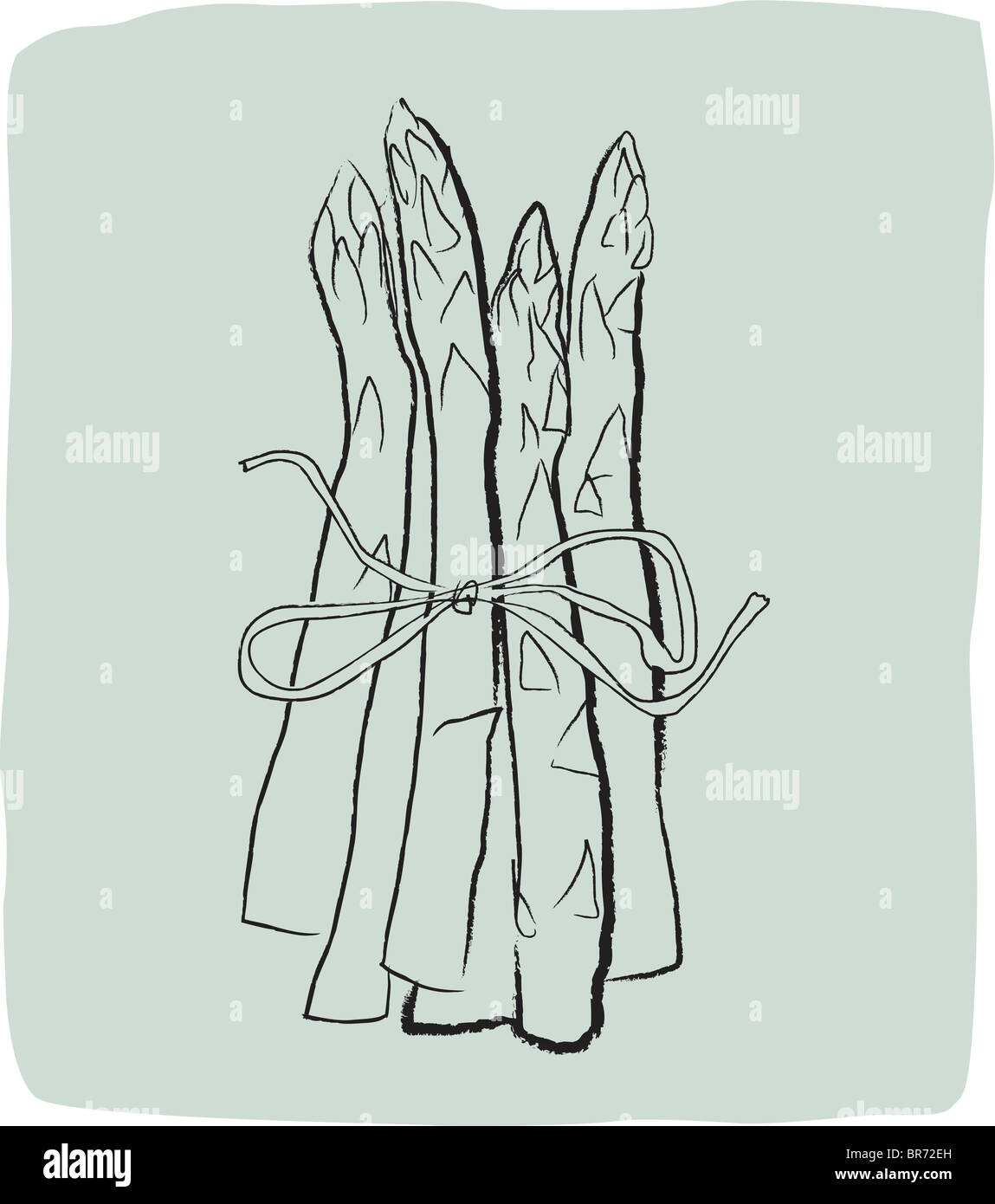 A textured line drawing of asparagus Stock Photo Alamy