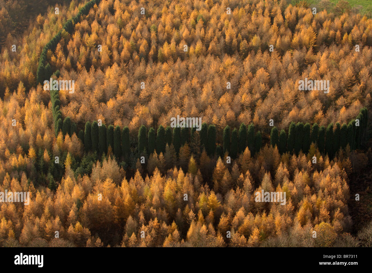 Aerial view of trees in autumn Uk with a line of evergreens breaking the pattern of golden brown. Cannock Chase Stock Photo