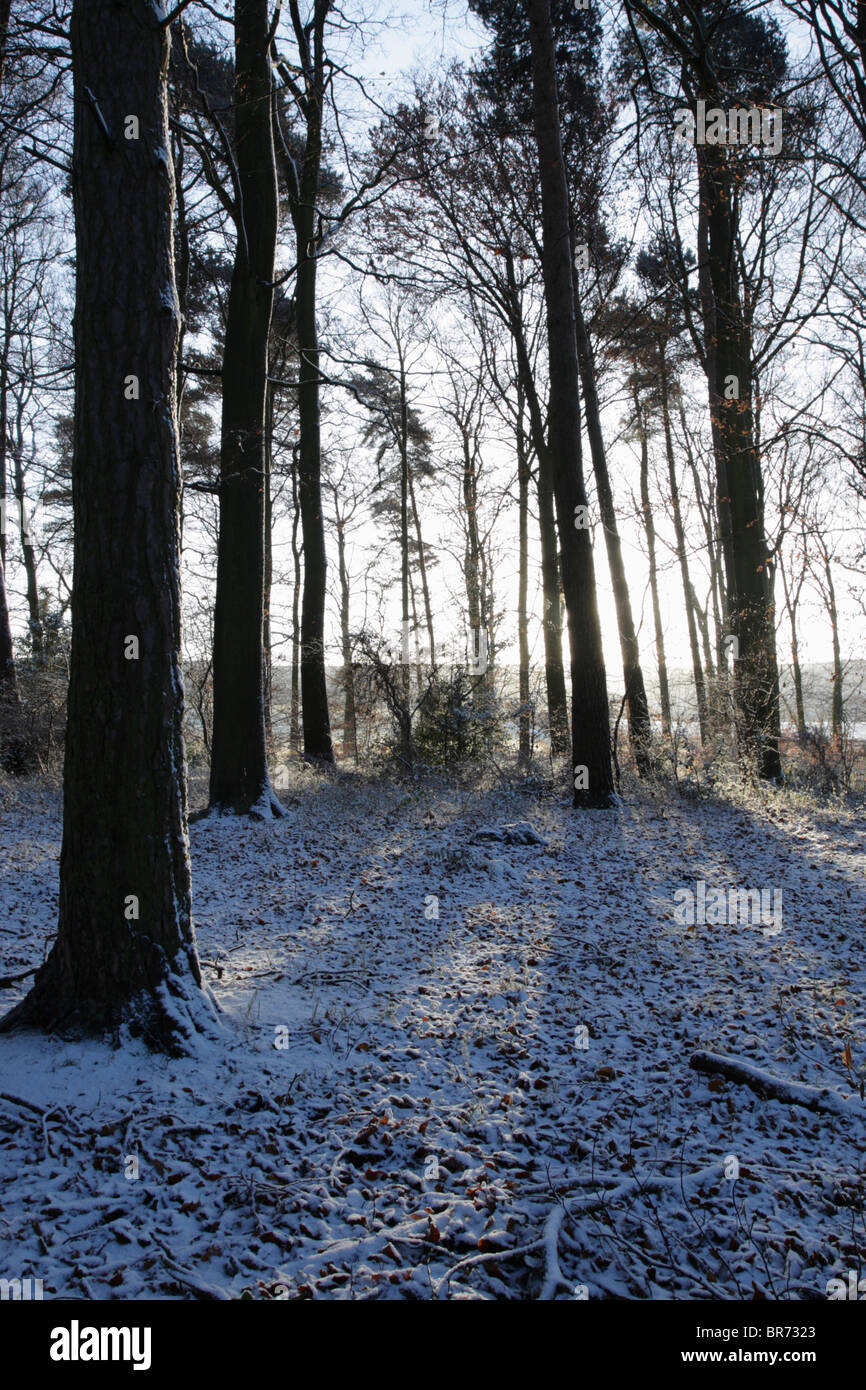Backlit mixed woodland with leaves and a dusting of snow on the ground highlighting the changing seasons Stock Photo