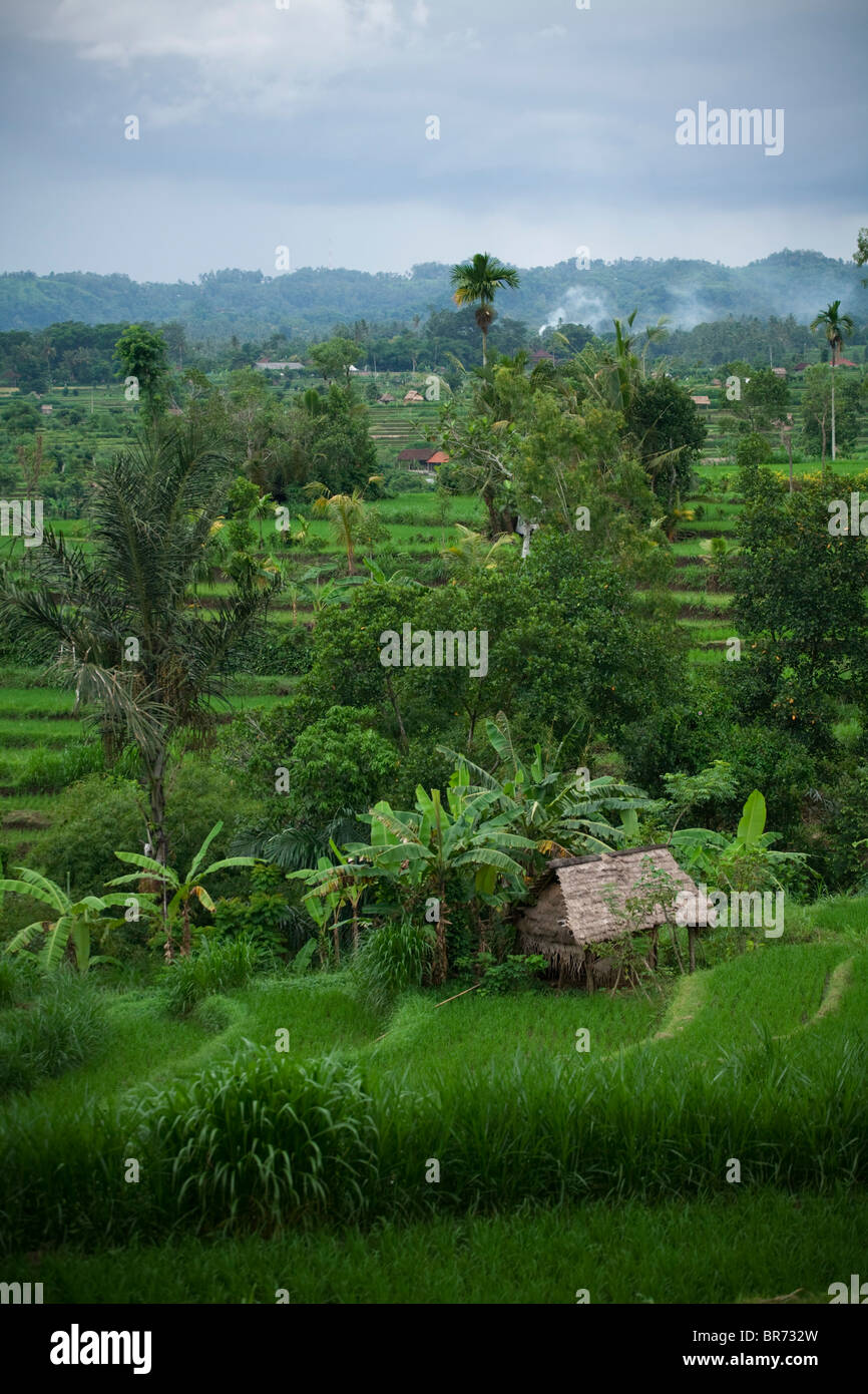 Lush green Rice terraces in Asia Bali Indonesia South East Asia Stock ...