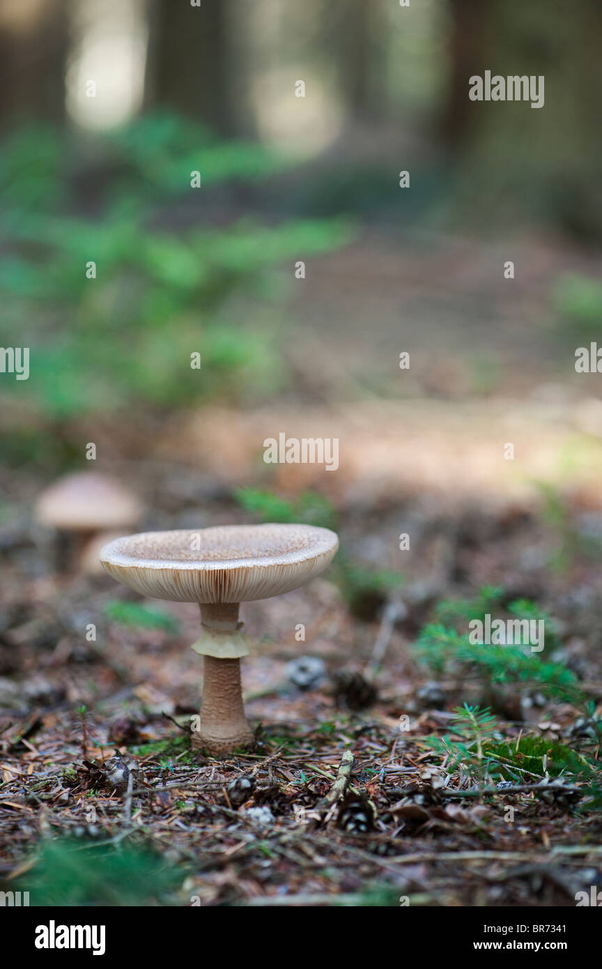 Amanita rubescens, The blusher mushroom Stock Photo