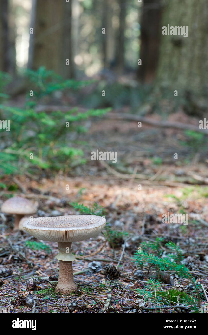 Amanita rubescens, The blusher mushroom Stock Photo