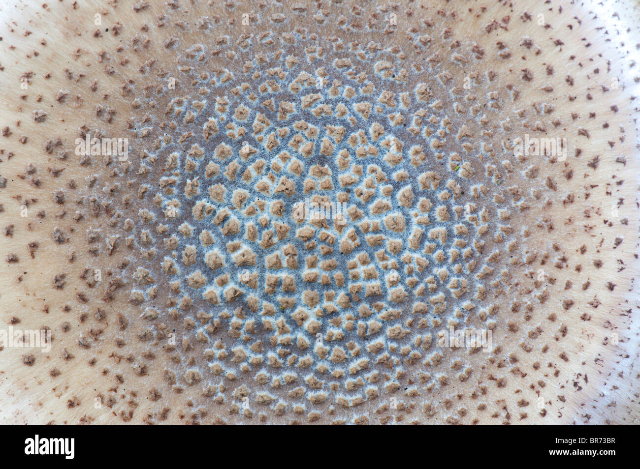Amanita rubescens, The blusher mushroom Stock Photo