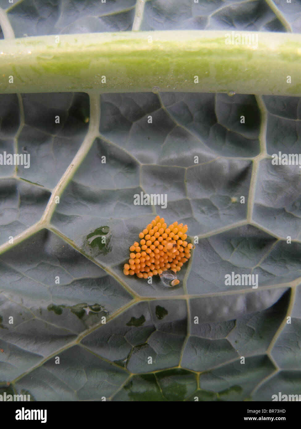 Cabbage White butterfly eggs (on Cavolo nero Stock Photo Alamy