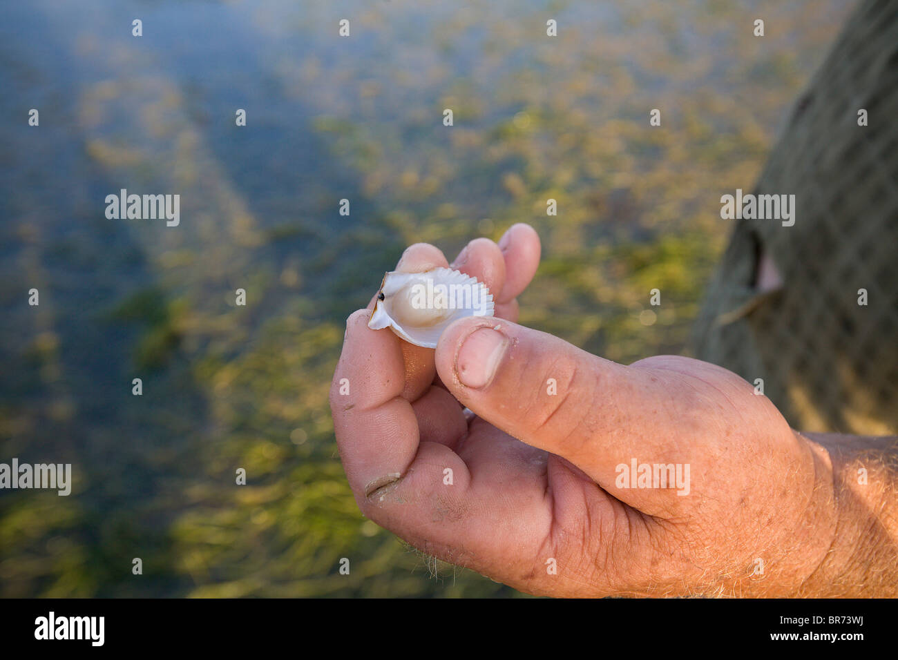 Human hand holding onto a freshly opened Sea Scallop in the Gulf of Mexico Stock Photo