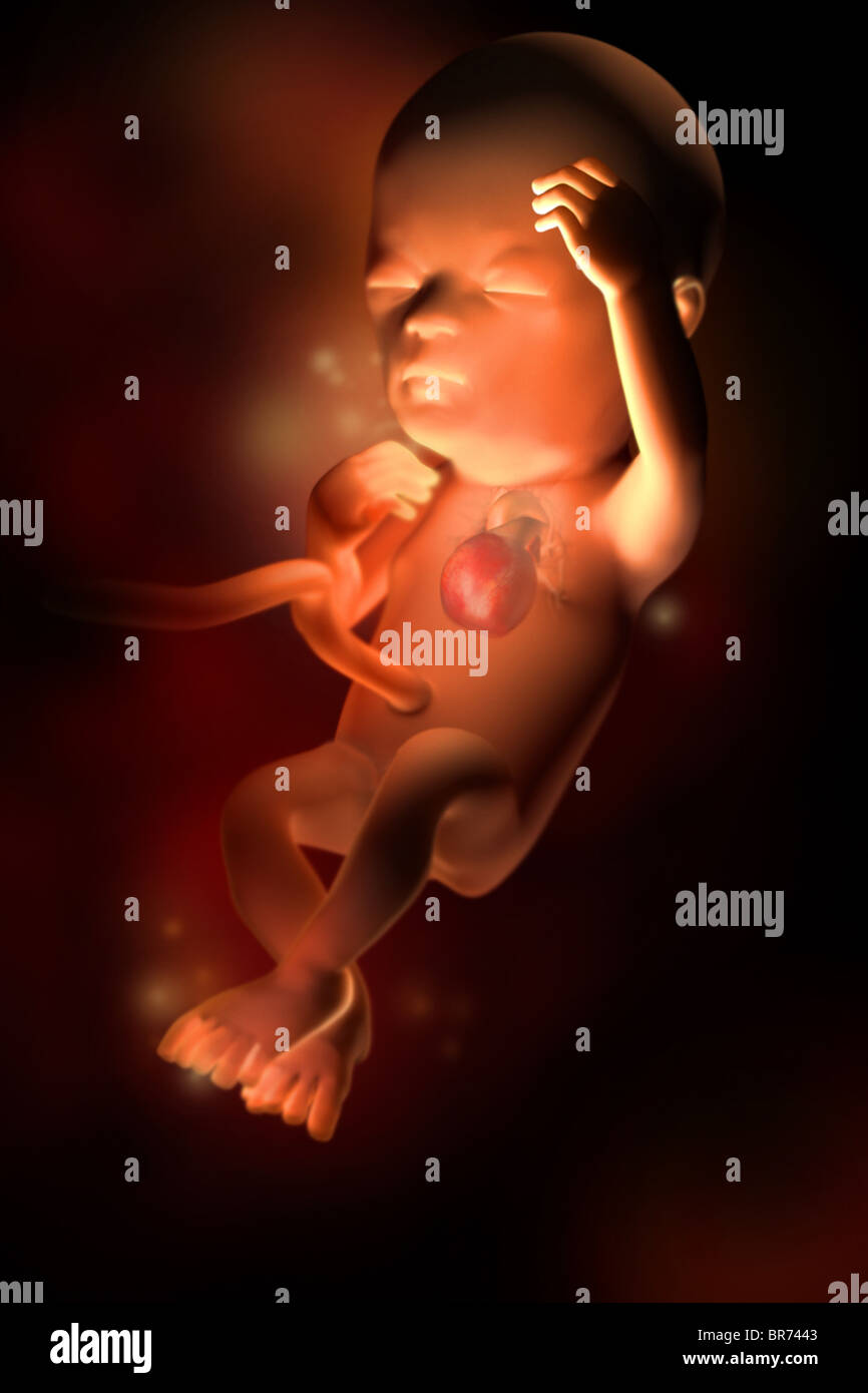 This 3D medical image depicts a fetus at week 14. Stock Photo
