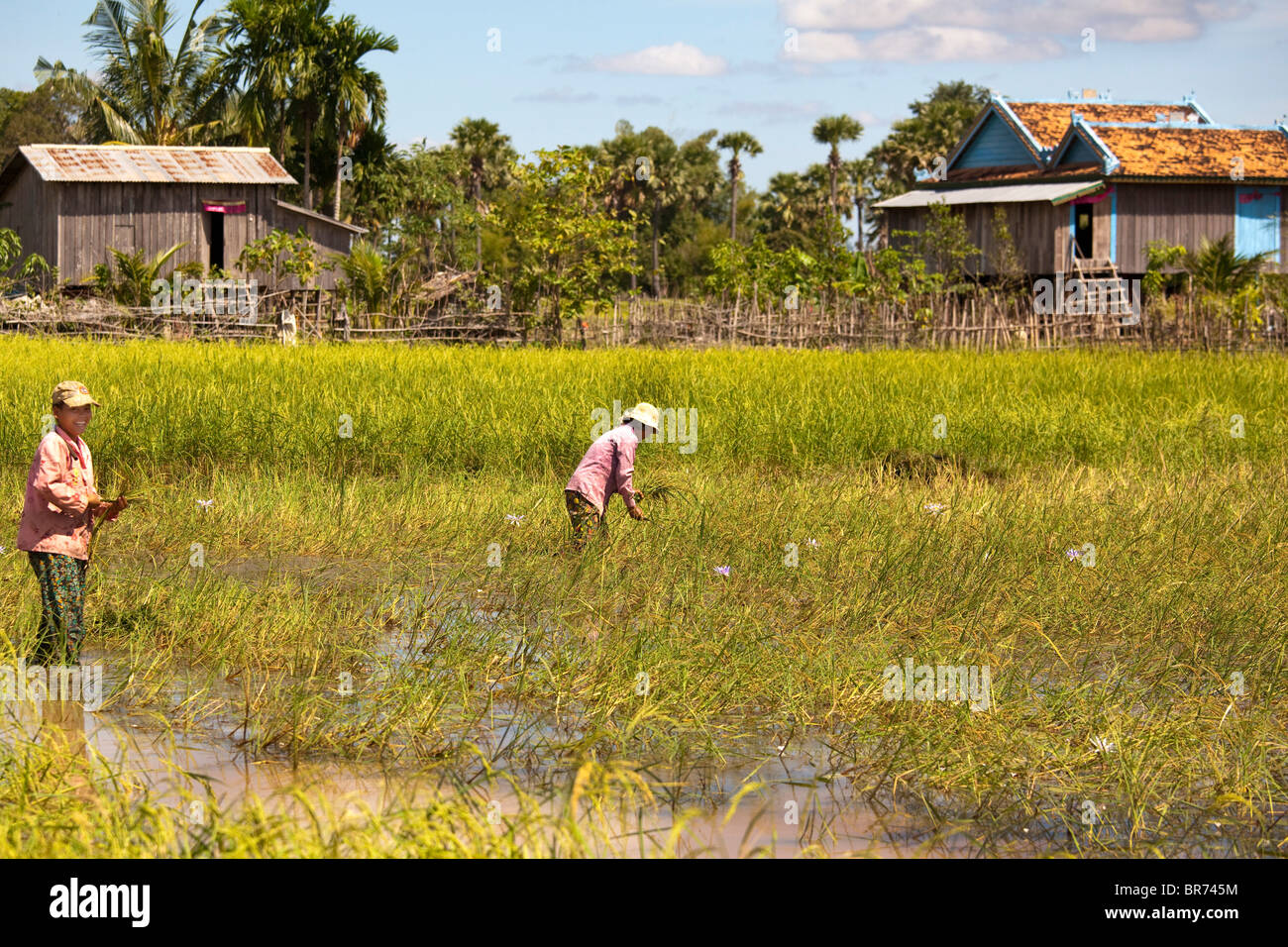 Farming in Cambodia Stock Photo Alamy