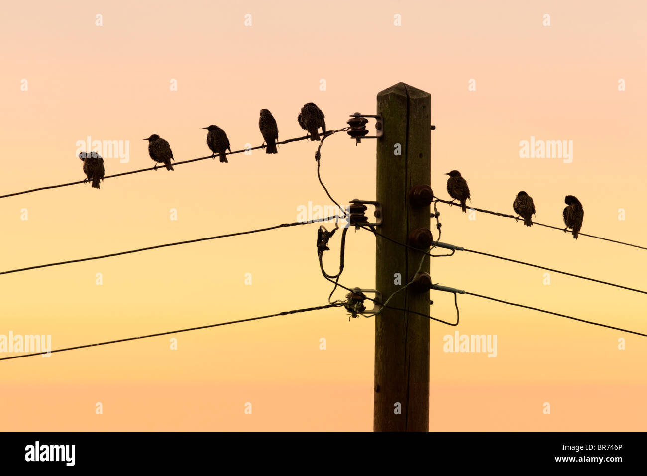Starlings (Sturnus vulagris) perched on telephone wires at dusk Stock Photo