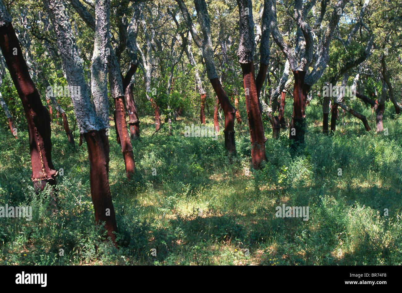 Cork oak trees near Calangianus, Sardinia, Italy. Stock Photo